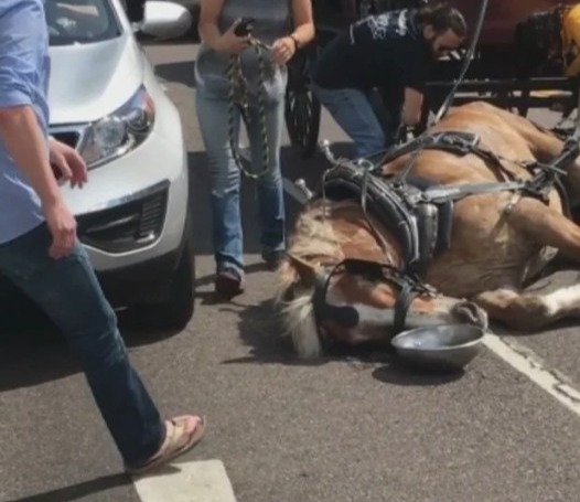 Összeesett a ló, a 36 fokos hőségben a túristák miatt!