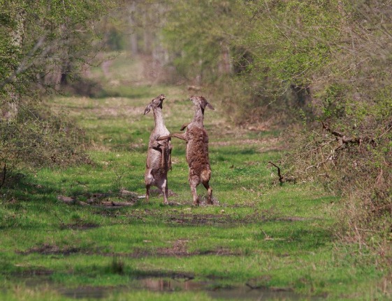 Hihetetlen hasonlóság: kengurut fotóztak Zalában?