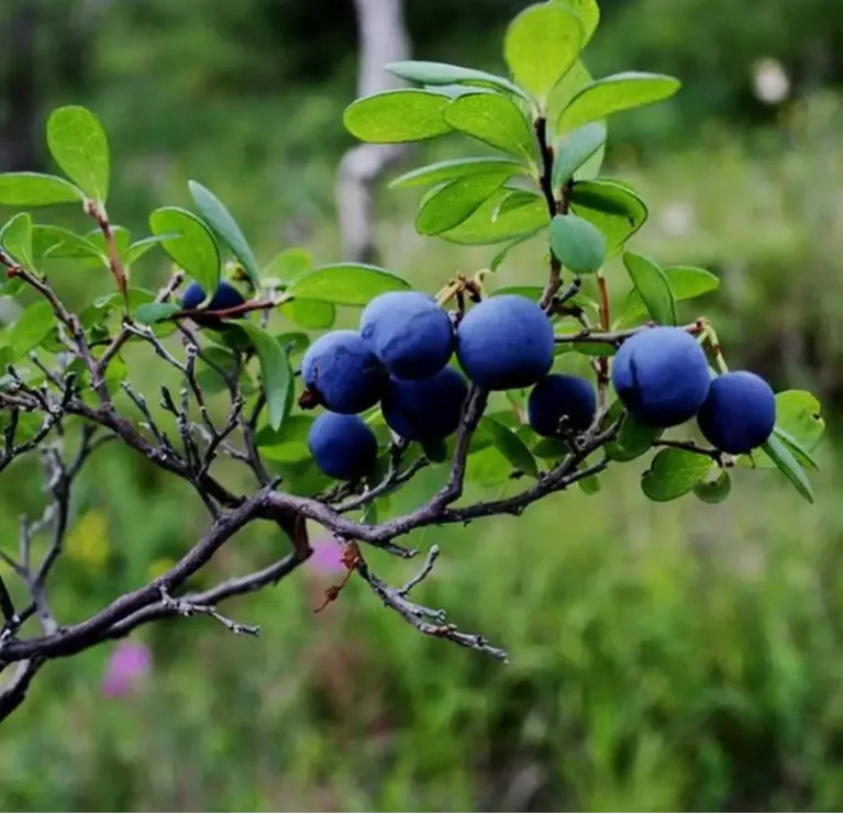 5 rákgyilkos étel, amit minden nap fogyasztanod kellene – állítja az onkológus szakértő