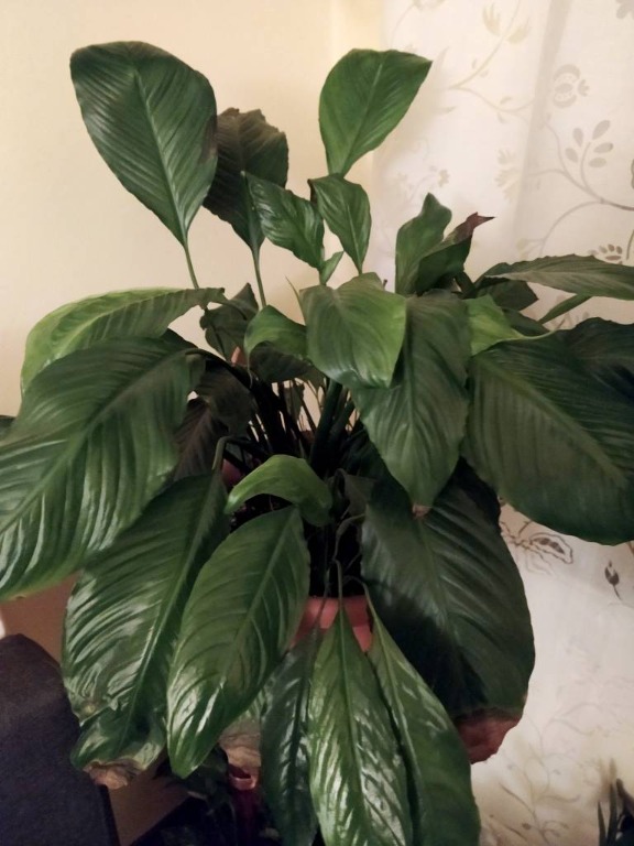 Filléres trükk, amivel télen szebben fognak virágozni a szobanövényeid