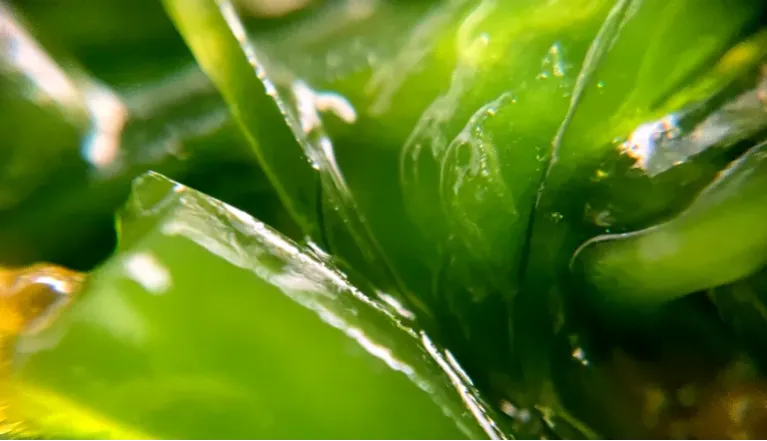 Májtisztító módszerek, amiért az egész szervezet hálás lesz