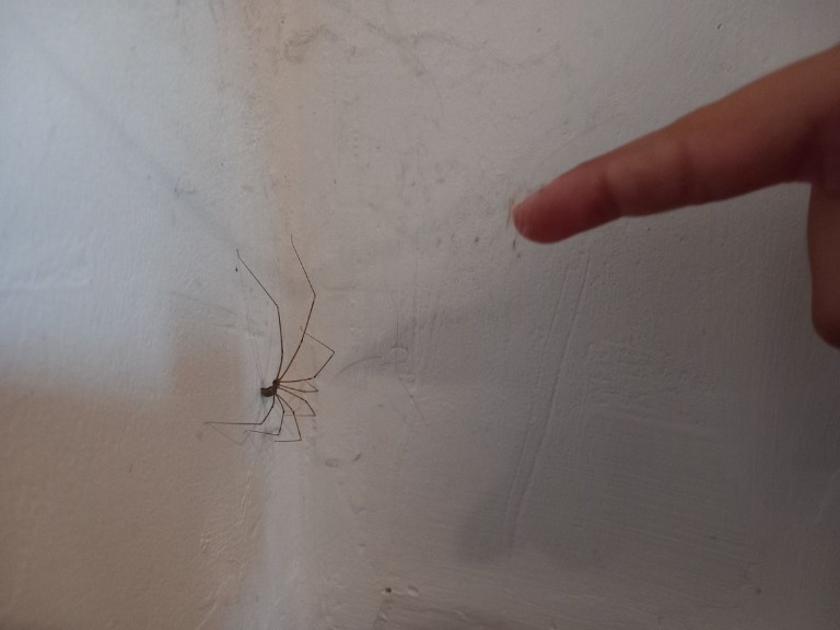 Nem lesz többé pókháló és pók a lakásodban, ha ezt csinálod