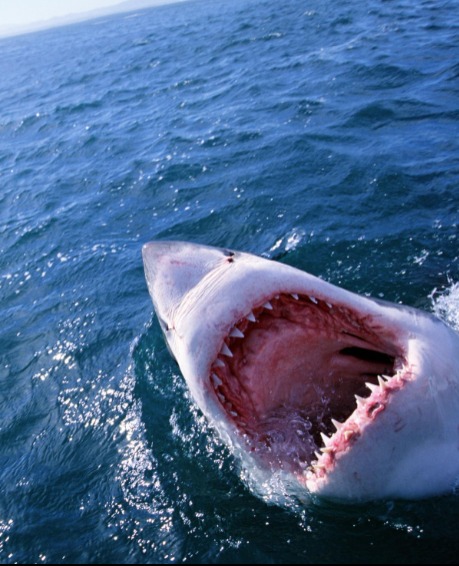 Hihetetlen felvétel - Cápát láttak a Balatonnál!